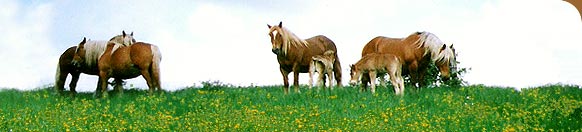 chevaux de trait dans la prairie
